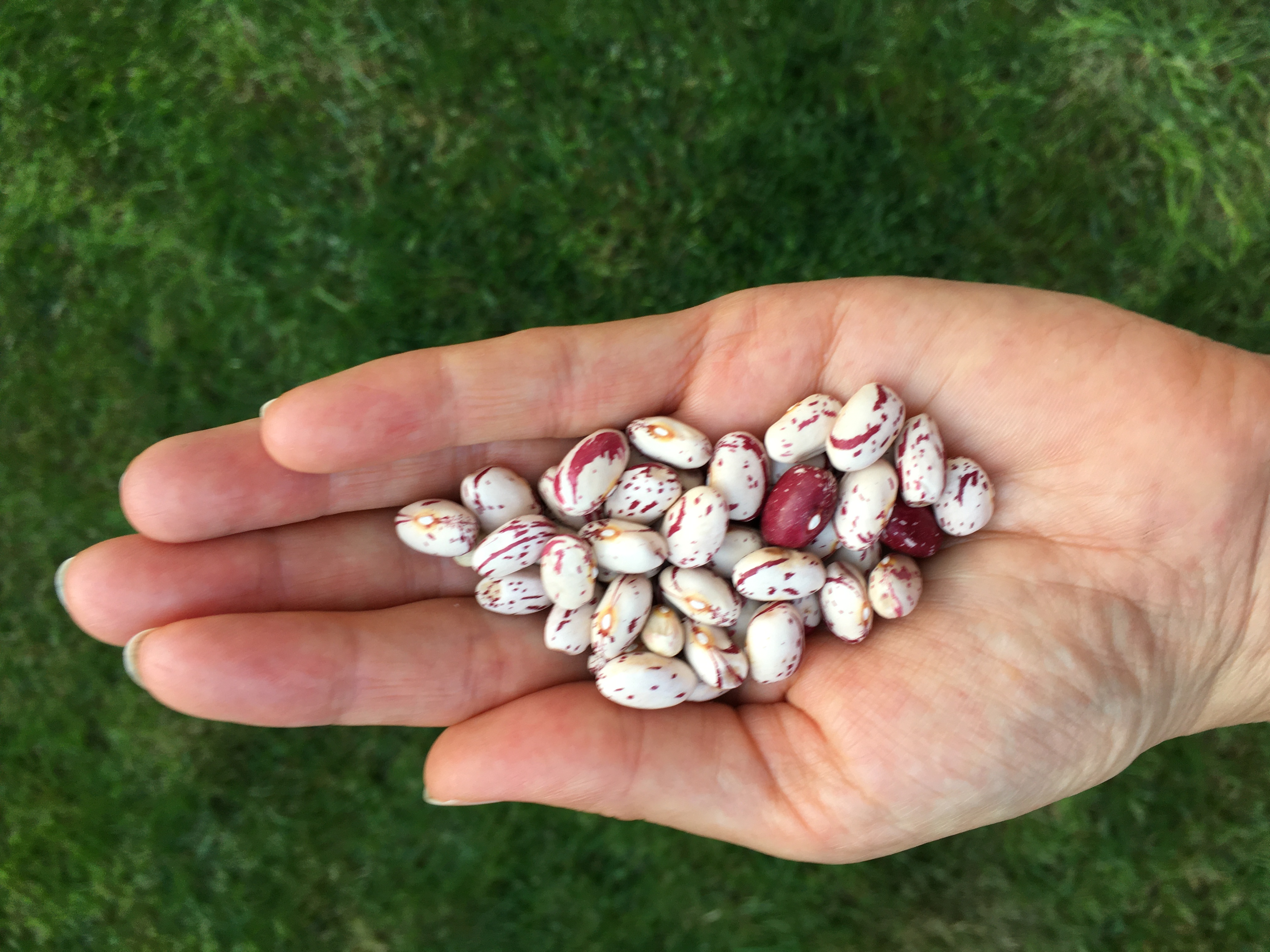 Citizen Science Experiment